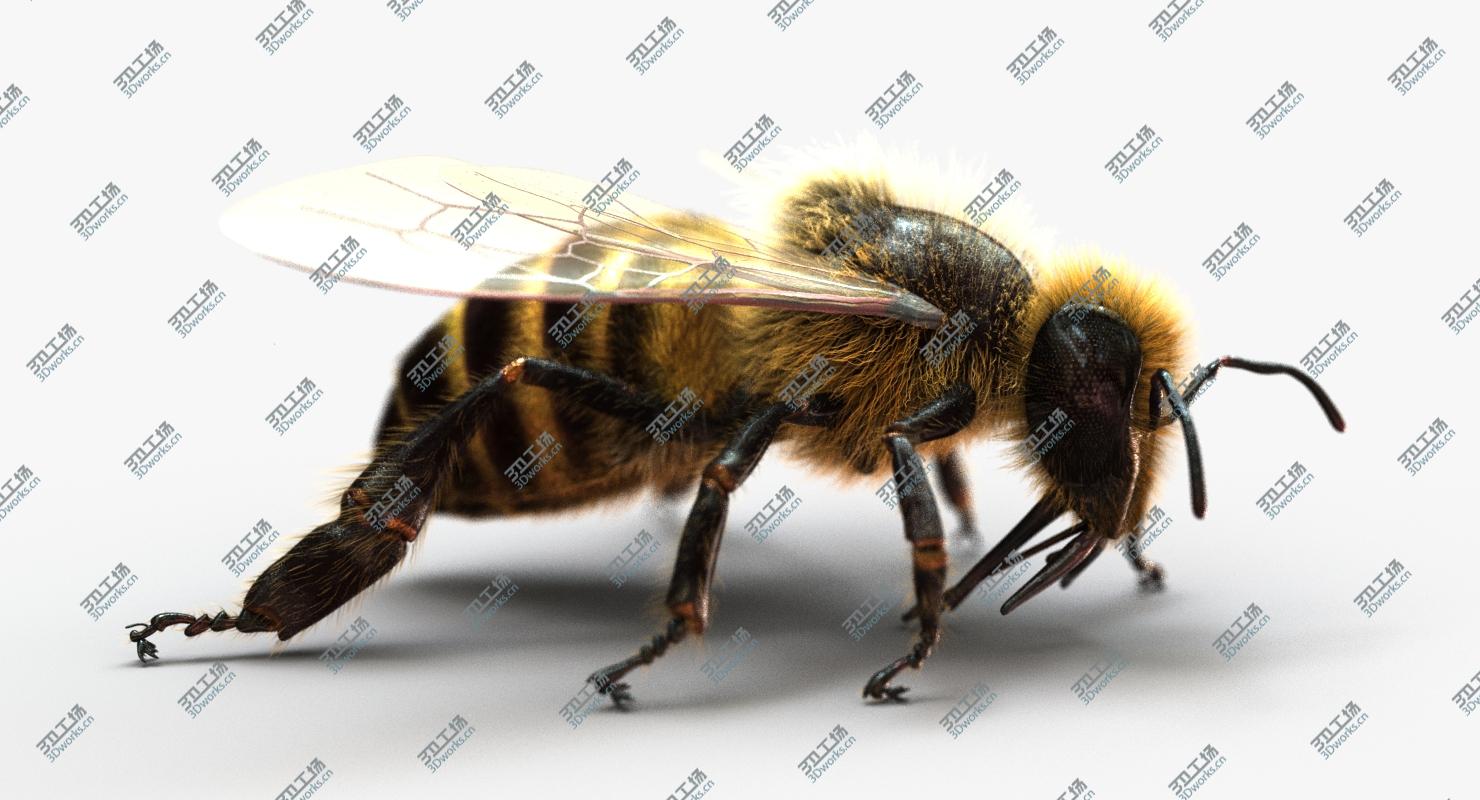 images/goods_img/20210313/3D Honeybee (2) (FUR) 3D model/2.jpg